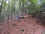 Bosco Curbello , verso l'Alpe Miucca